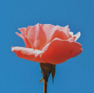 Meet your Posher, Ashlyn